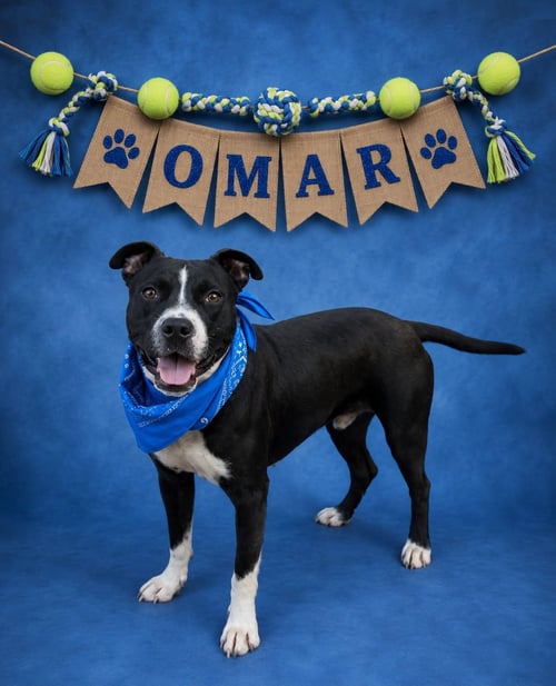 OMAR - American Pit Bull Terrier for adoption in Reading