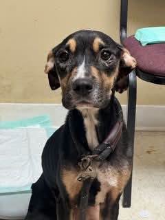 KELSEY - Hound for adoption in Reading