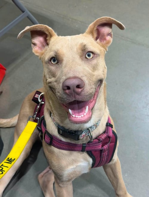 JAZZY - American Pit Bull Terrier for adoption in Reading