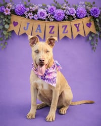 Jazzy - Photo 2