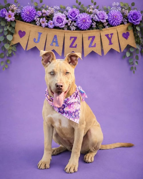 JAZZY - American Pit Bull Terrier available for adoption