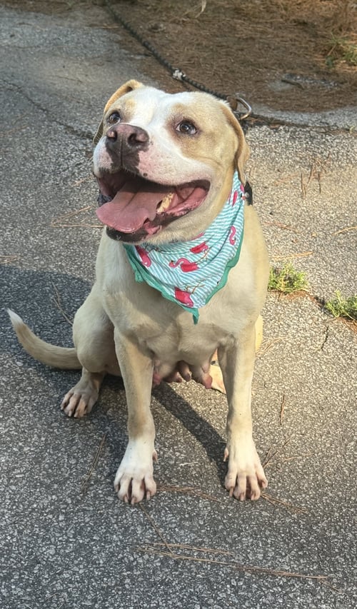 MARESSA - Pit Bull Terrier for adoption in Reading