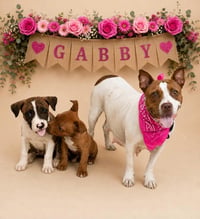 Gabby - Photo 3