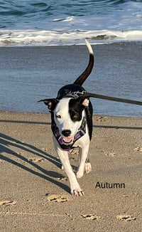 Autumn - Photo 3