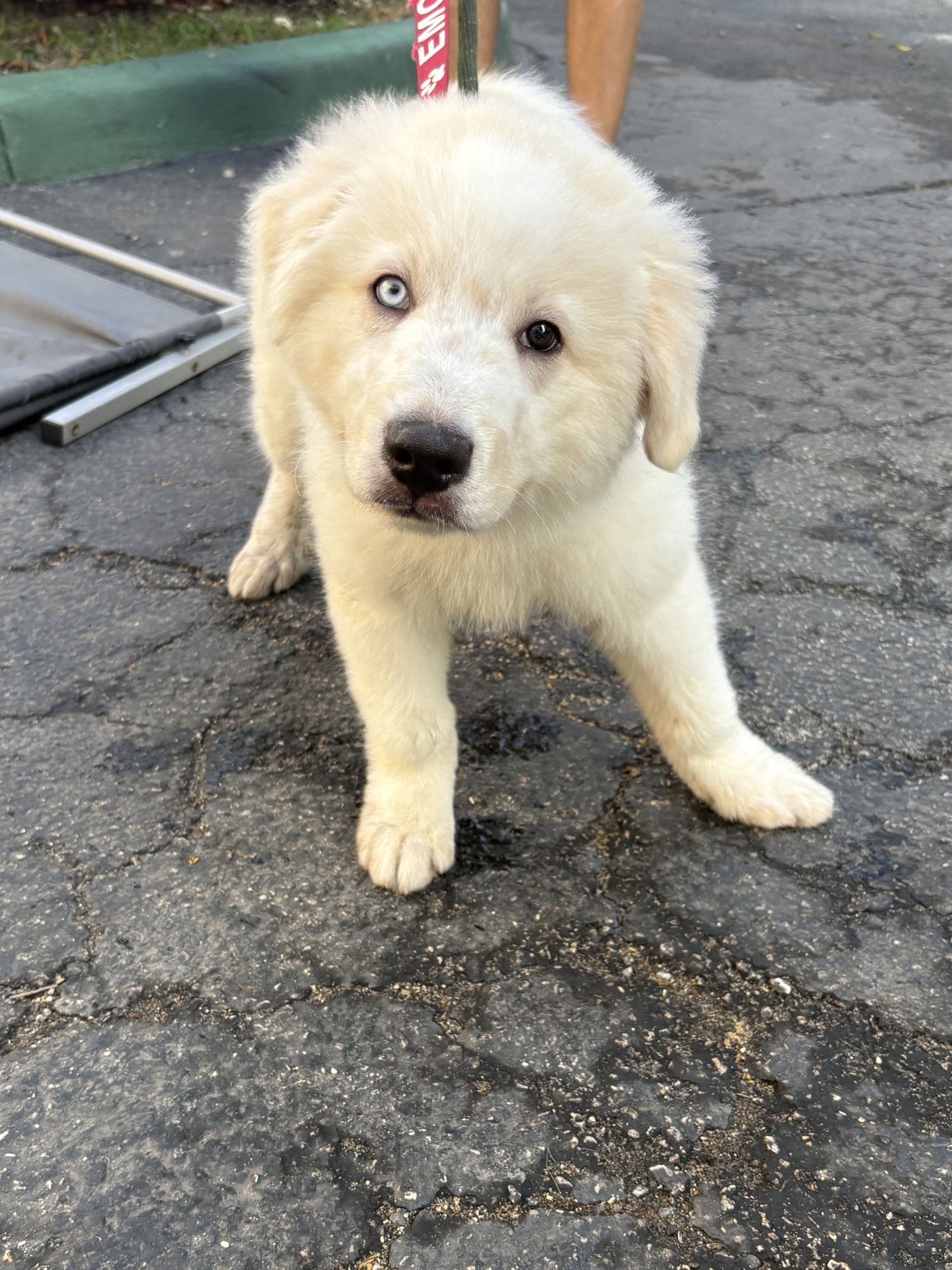 COCONUT - Great Pyrenees available for adoption