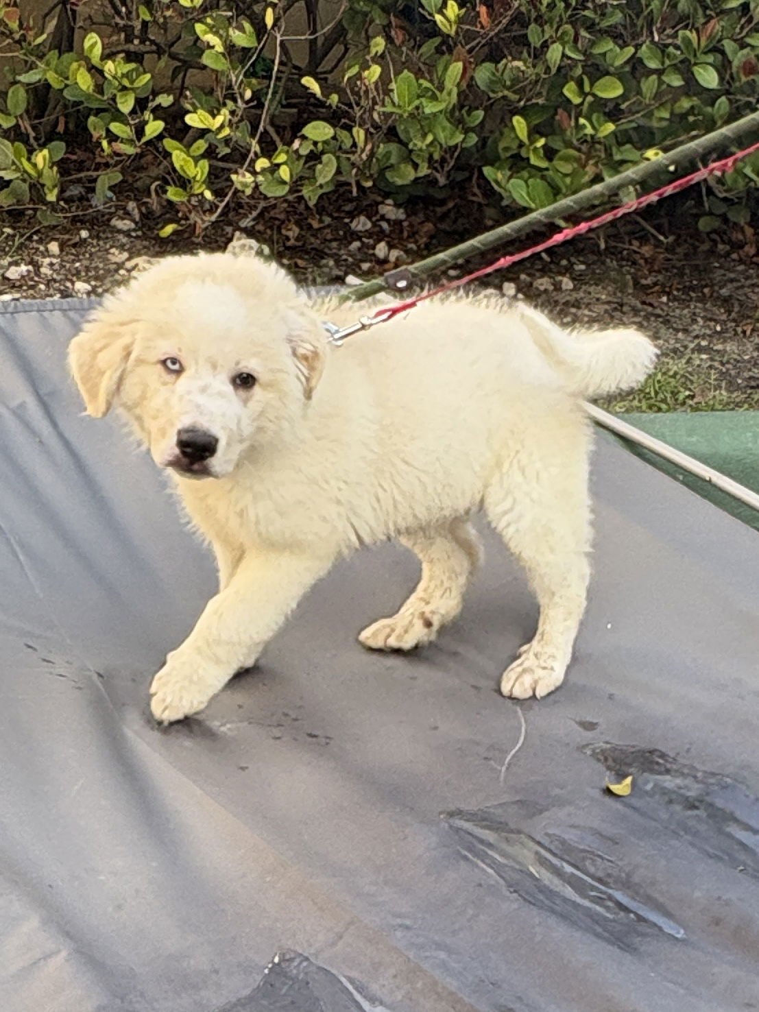 COCONUT - Great Pyrenees available for adoption