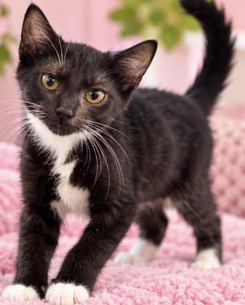 DERRICK - Domestic Short Hair available for adoption