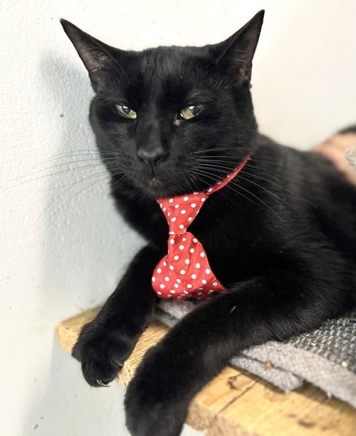 VALENTINO - Domestic Short Hair available for adoption
