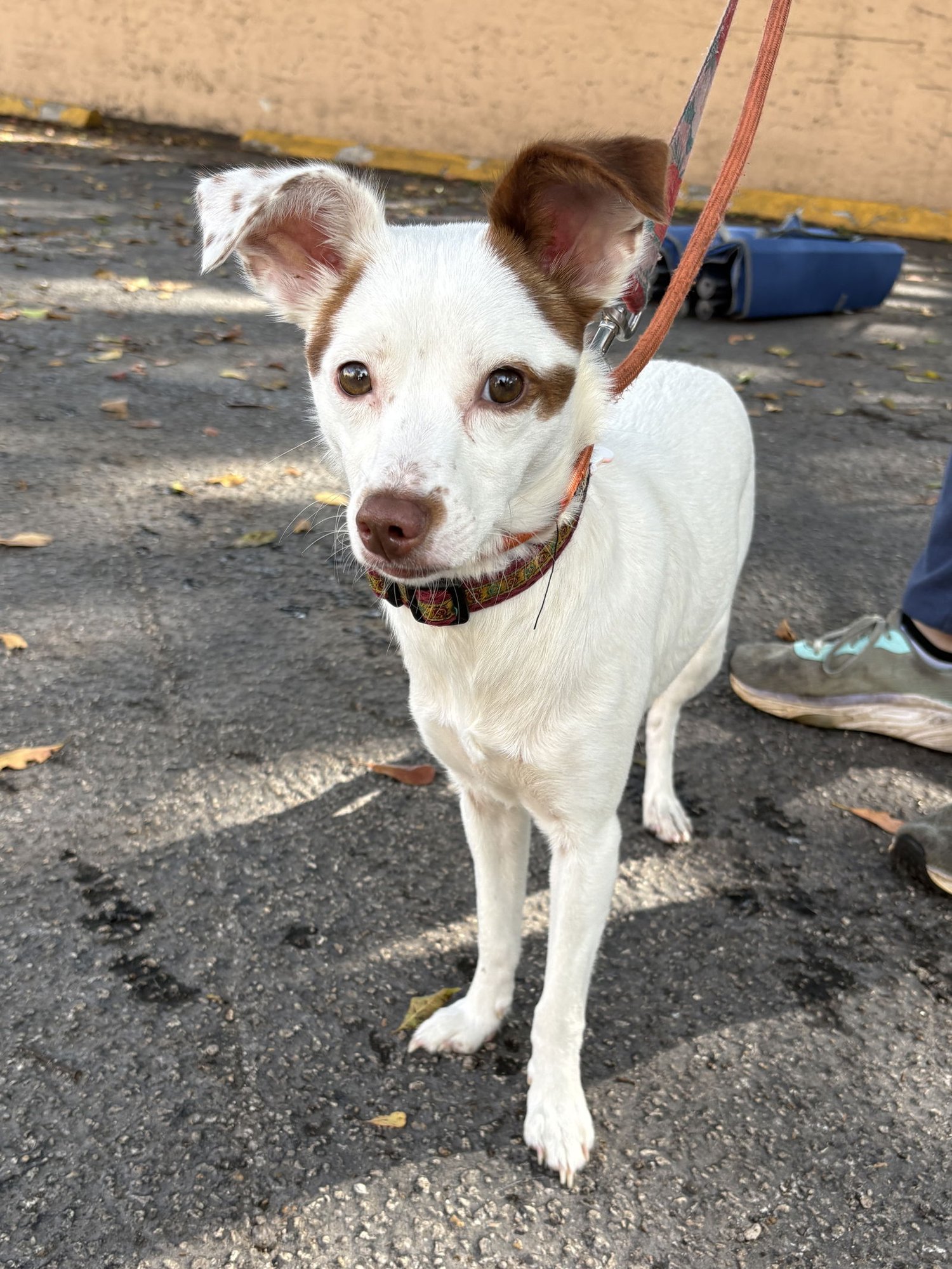 DENISE - Chihuahua available for adoption