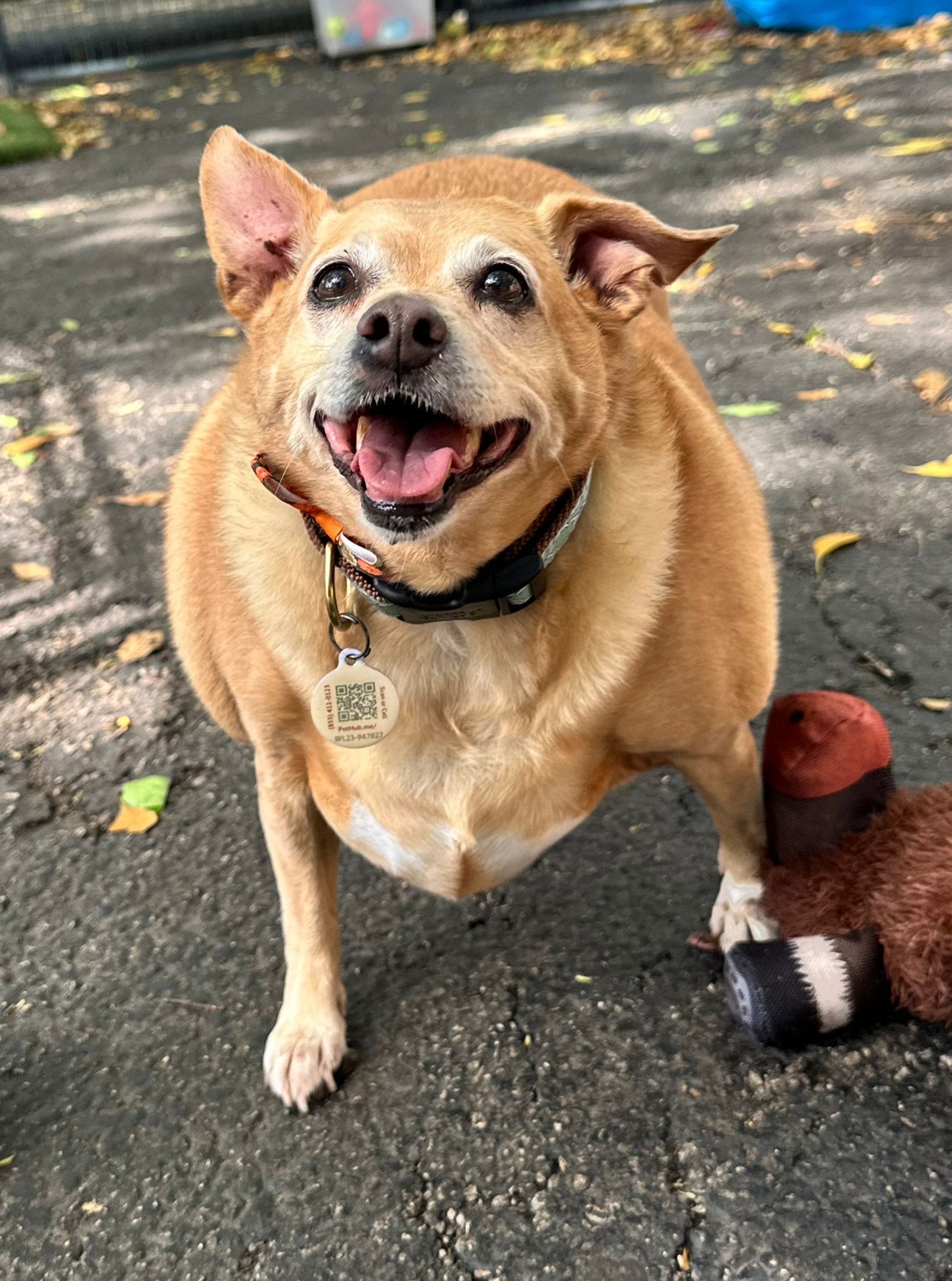 HONEY - Corgi / Chihuahua available for adoption