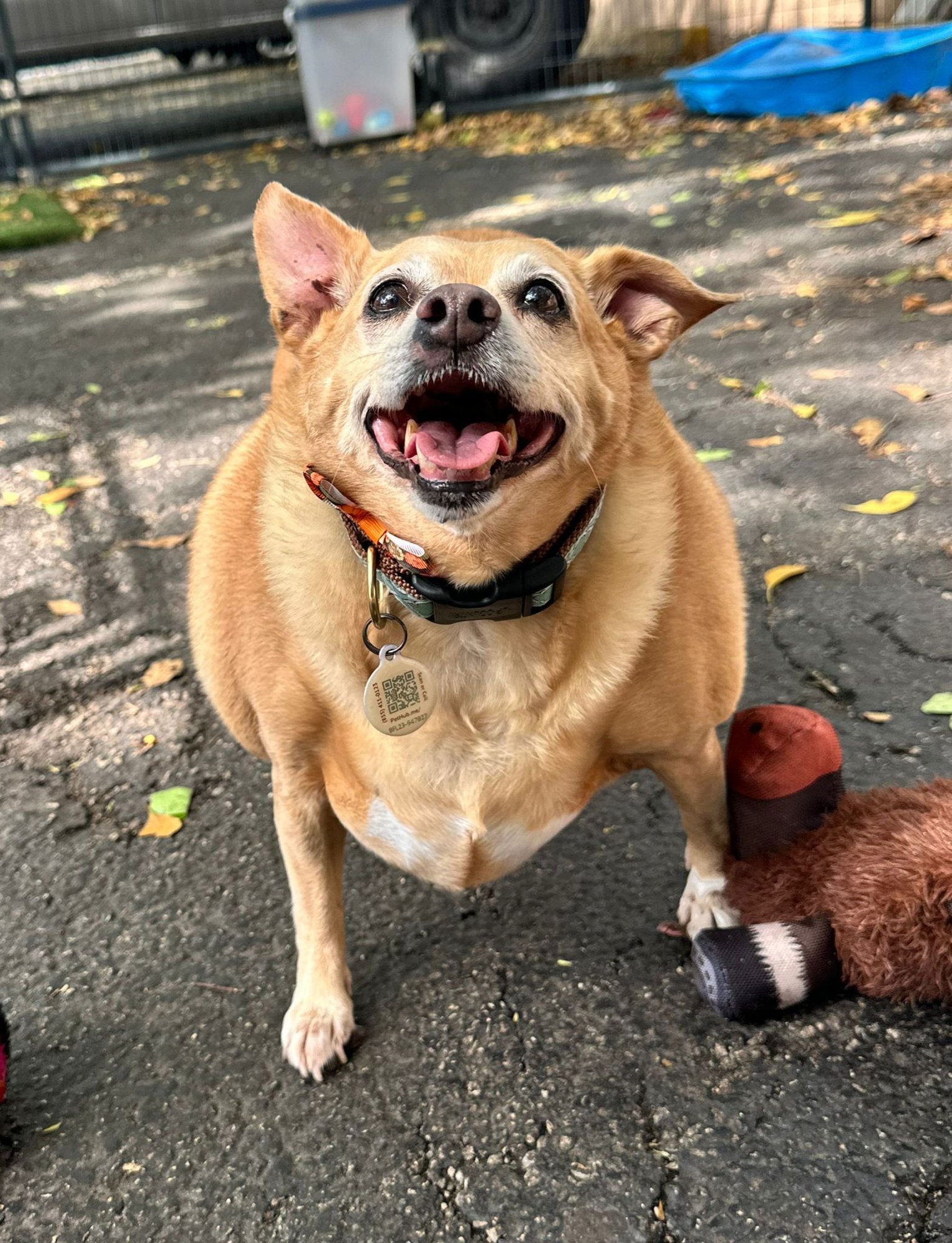 HONEY - Corgi / Chihuahua available for adoption