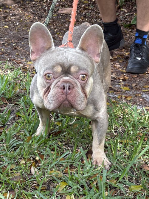 DOM - French Bulldog available for adoption