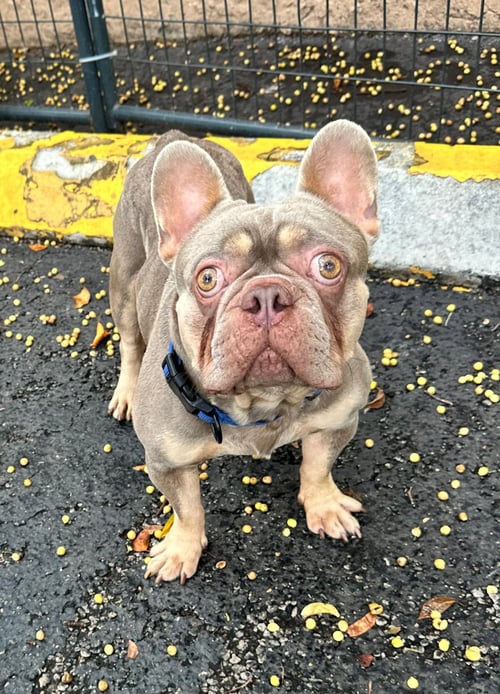 DOM - French Bulldog available for adoption