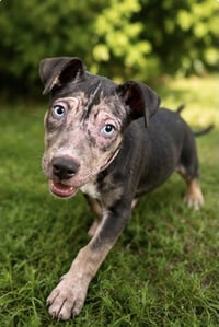 ESTRELLA - Photo 2