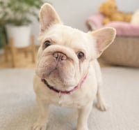 PINKY - Photo 3