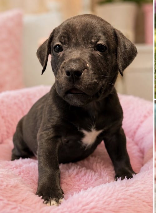 ARIEL - Labrador Retriever available for adoption