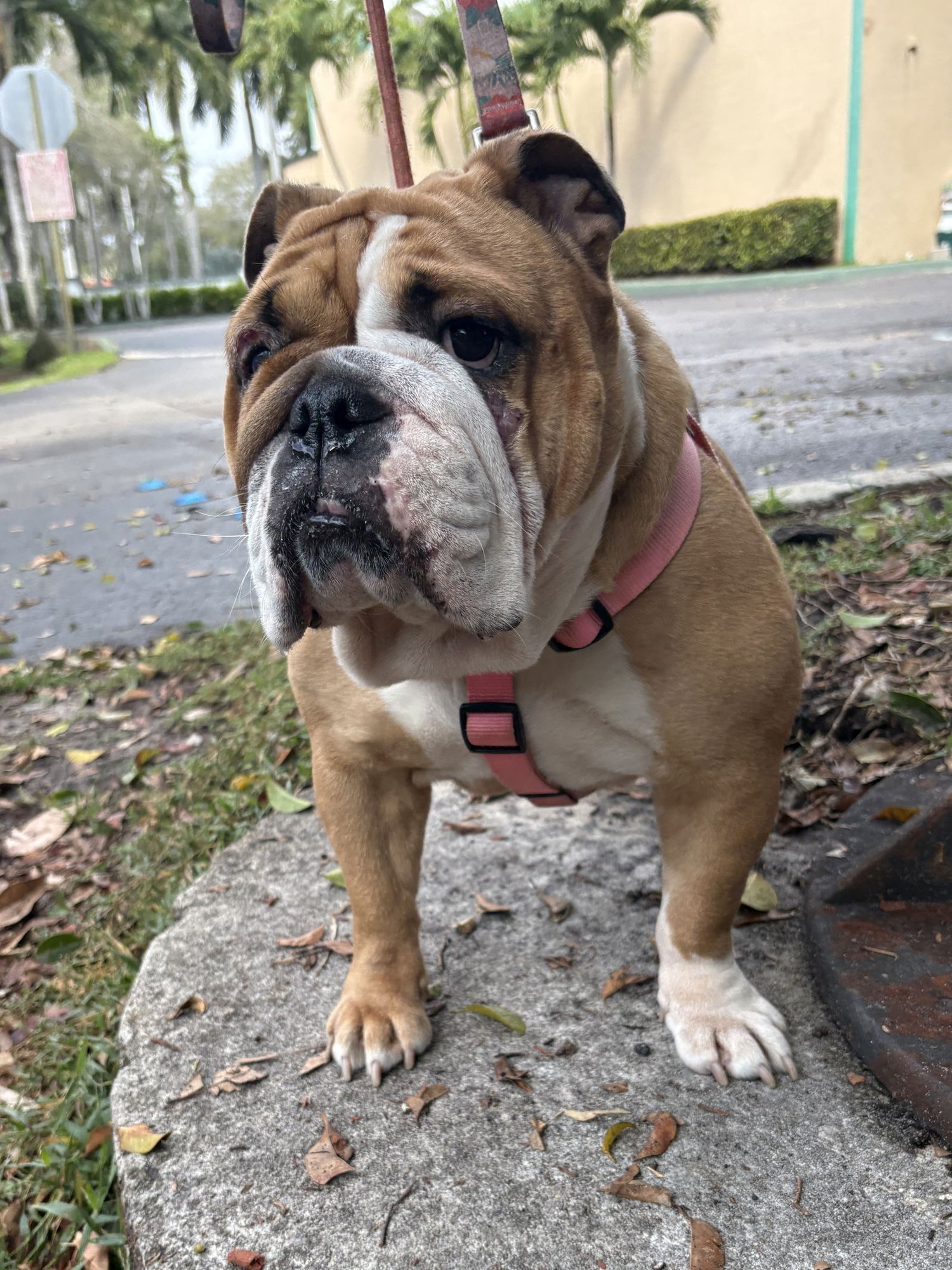 SUSHI - English Bulldog available for adoption
