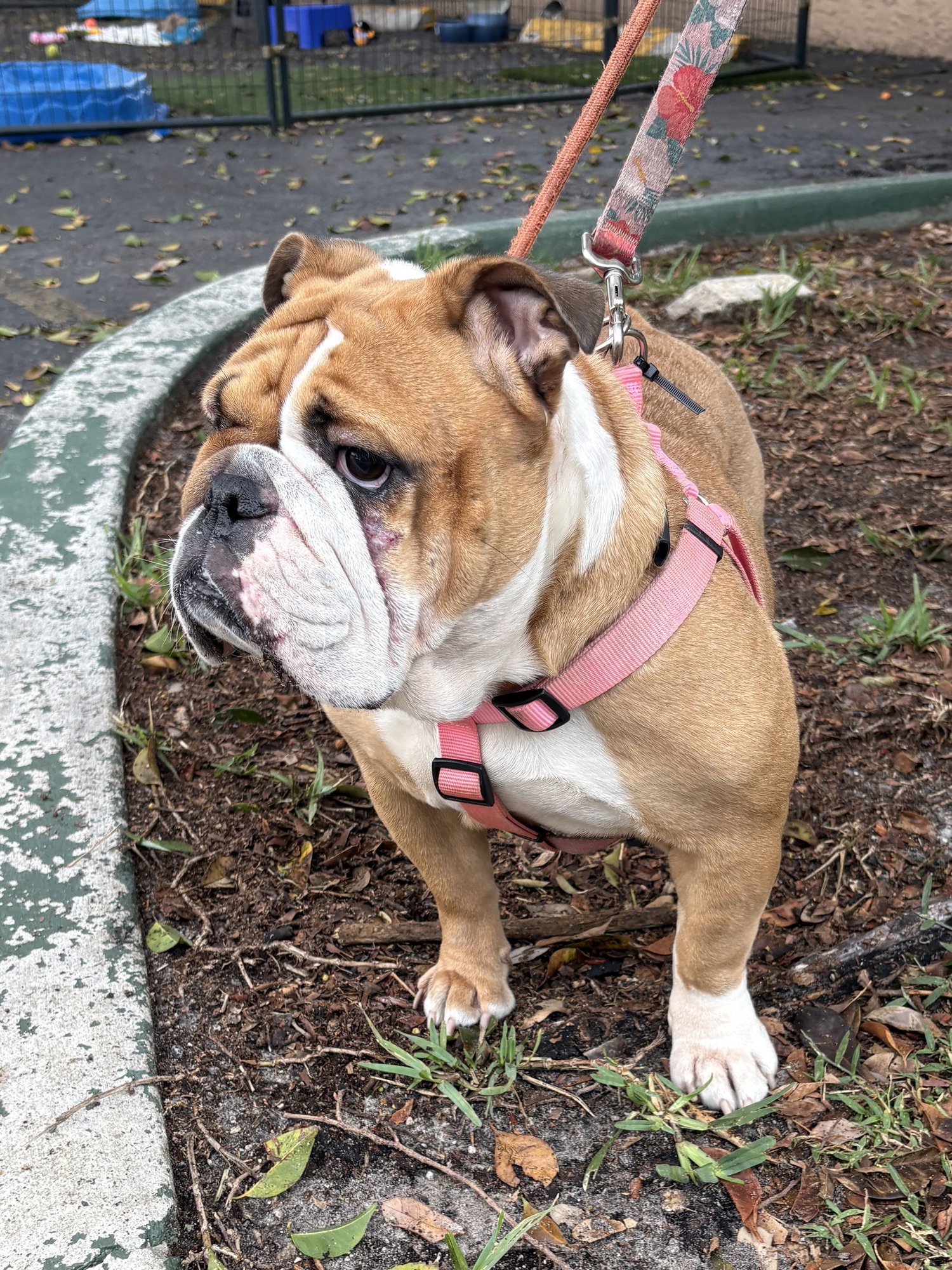 SUSHI - English Bulldog available for adoption