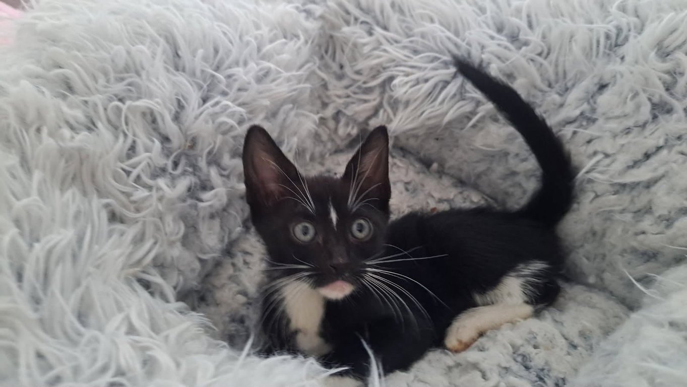 purrfection Image