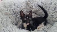 purrfection - Photo 1