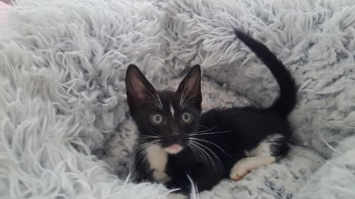 PURRFECTION - Domestic Short Hair / Tuxedo available for adoption