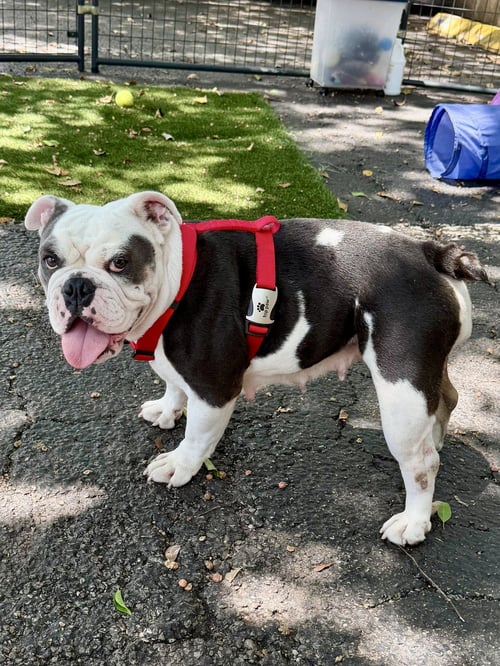 WATERMELON - English Bulldog available for adoption