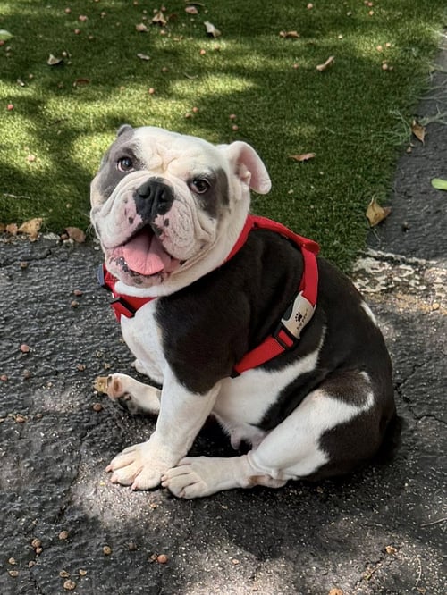 WATERMELON - English Bulldog available for adoption
