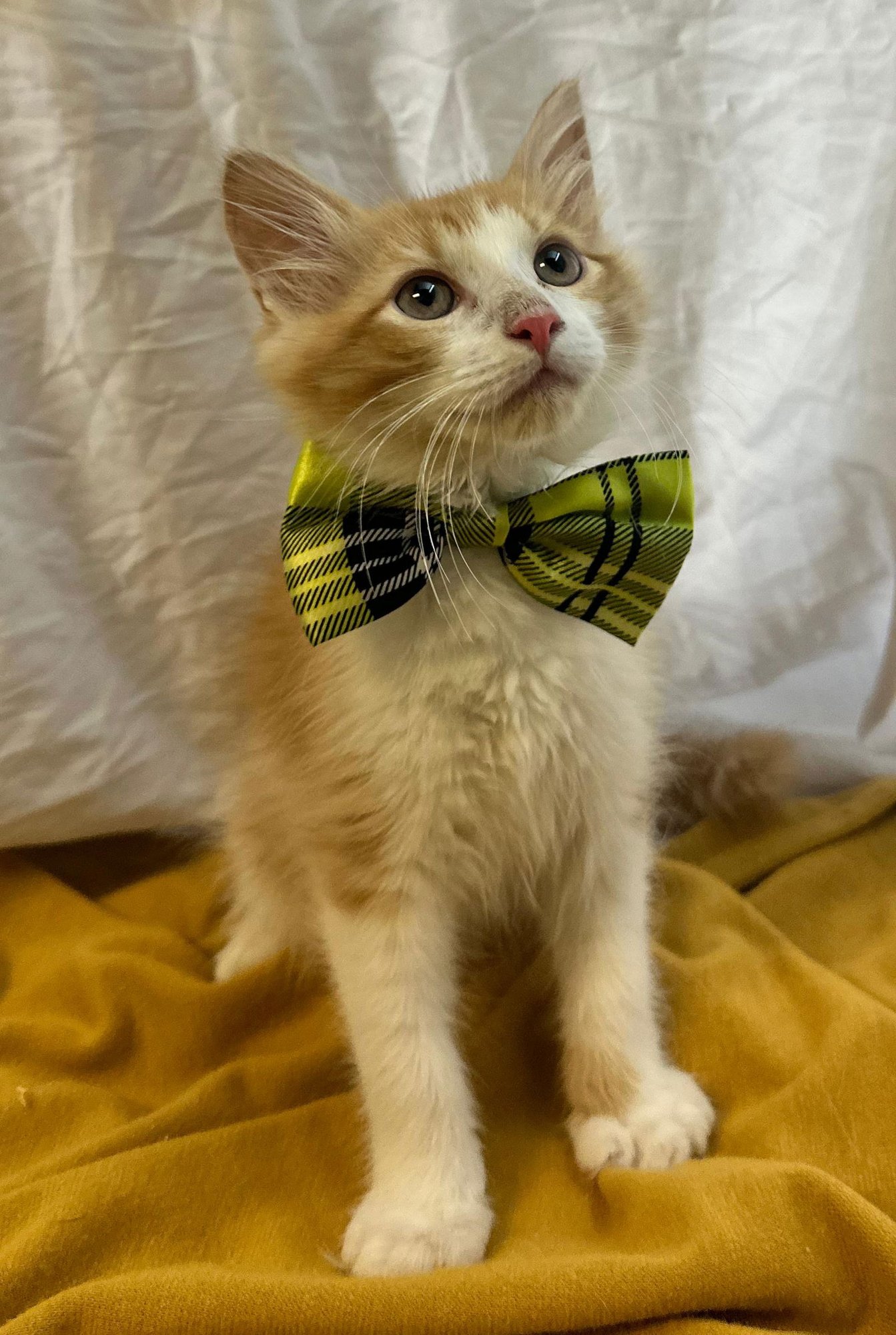 GINNO - Domestic Medium Hair available for adoption