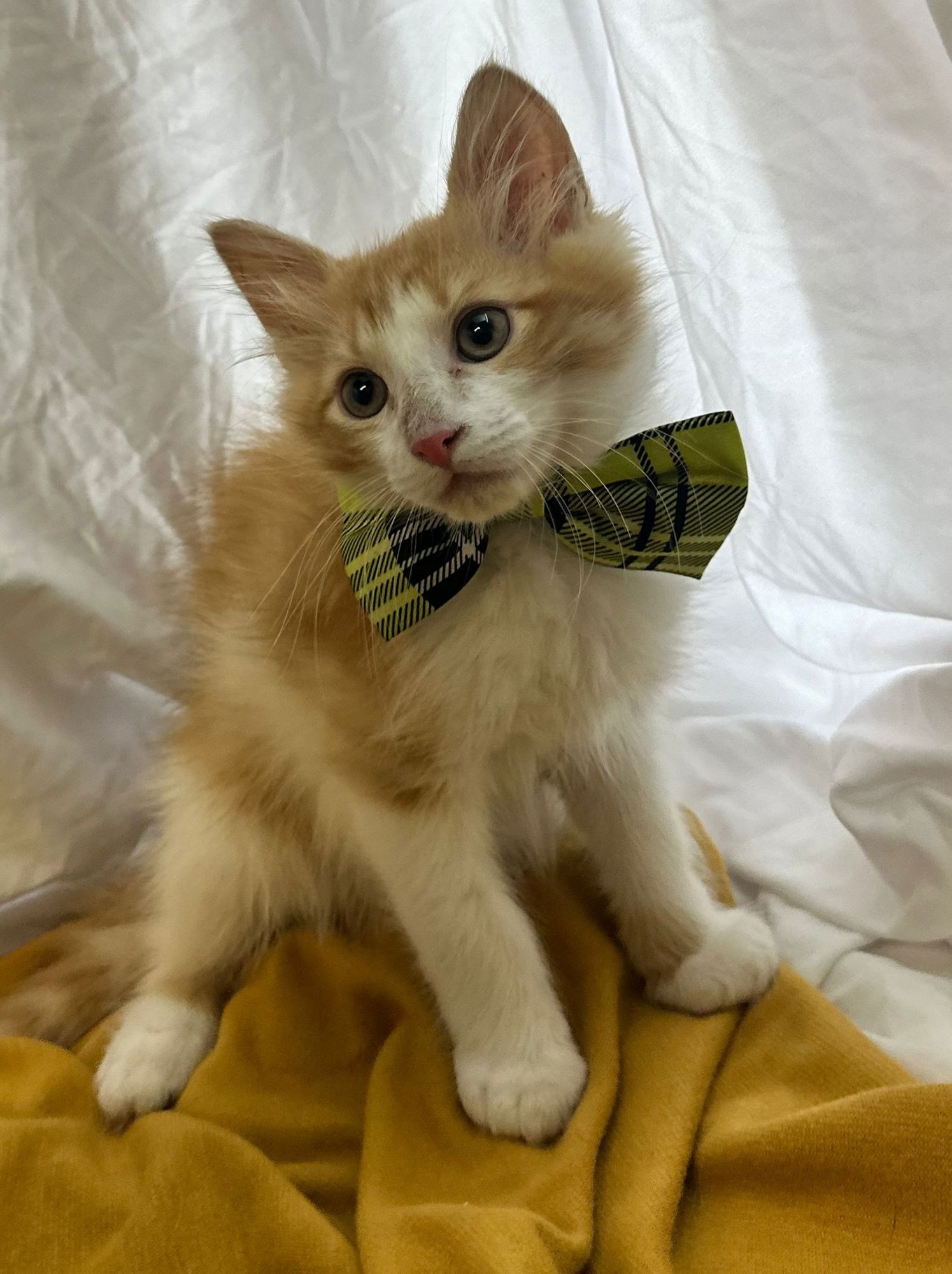 GINNO - Domestic Medium Hair available for adoption