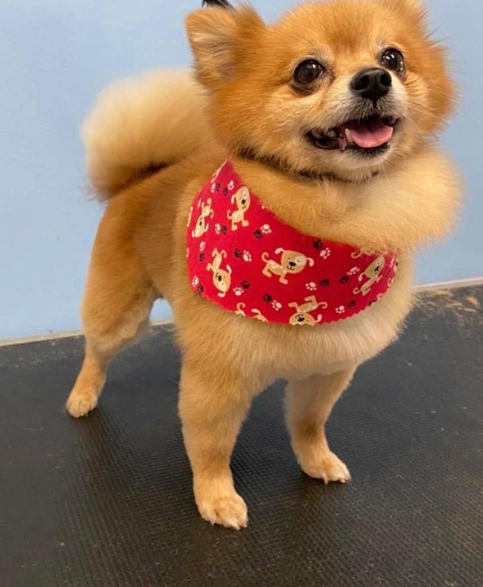 MAX - Pomeranian available for adoption