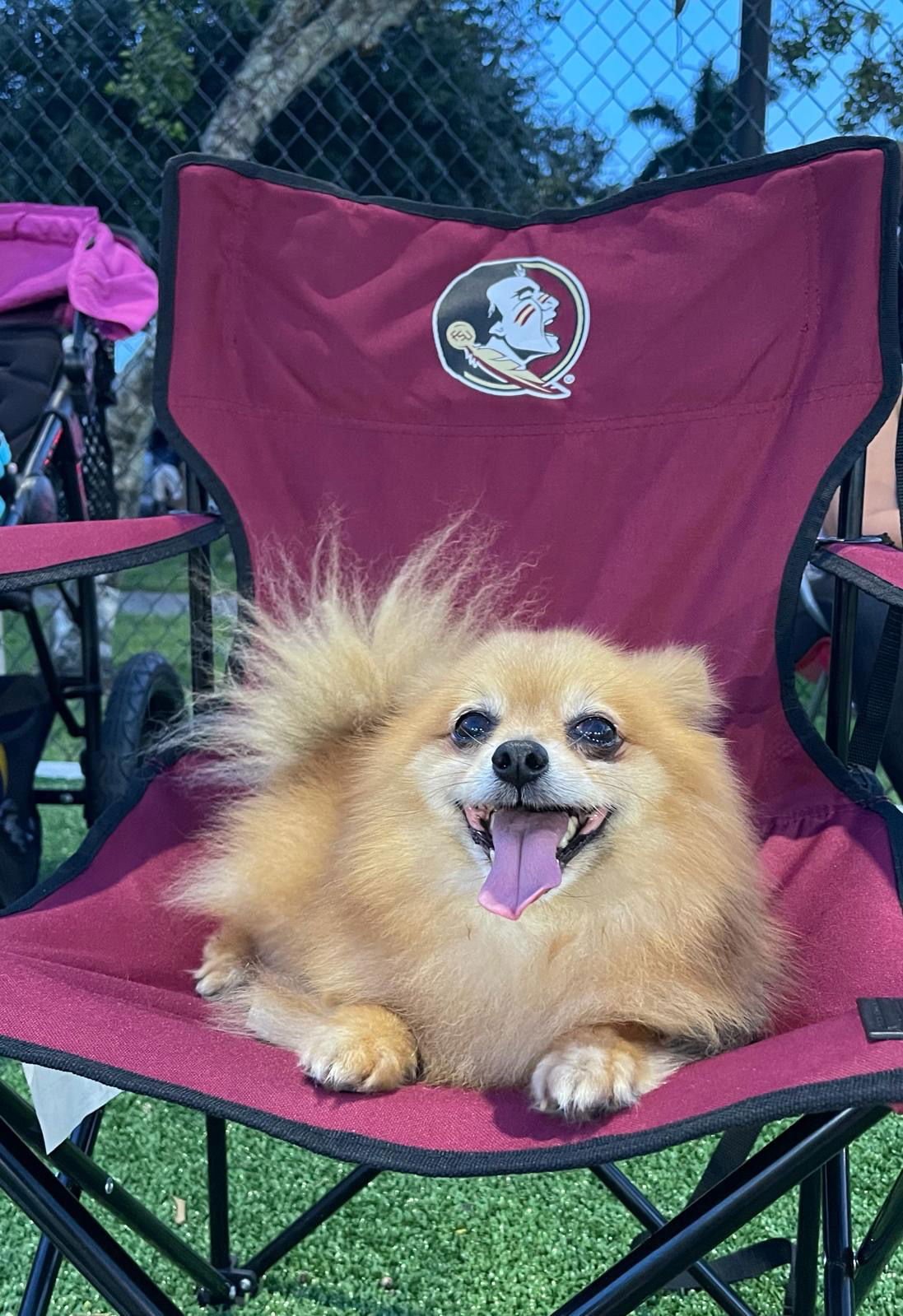 MAX - Pomeranian available for adoption