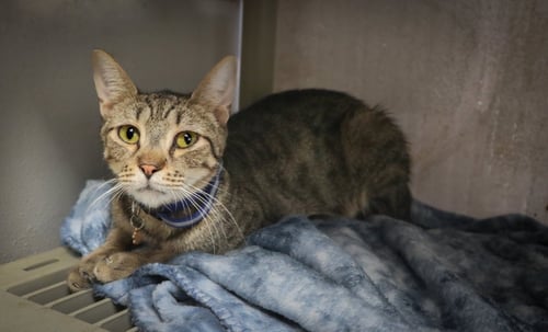 BRYSON - Domestic Short Hair available for adoption