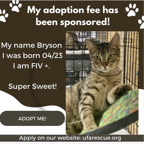 BRYSON - Domestic Short Hair available for adoption