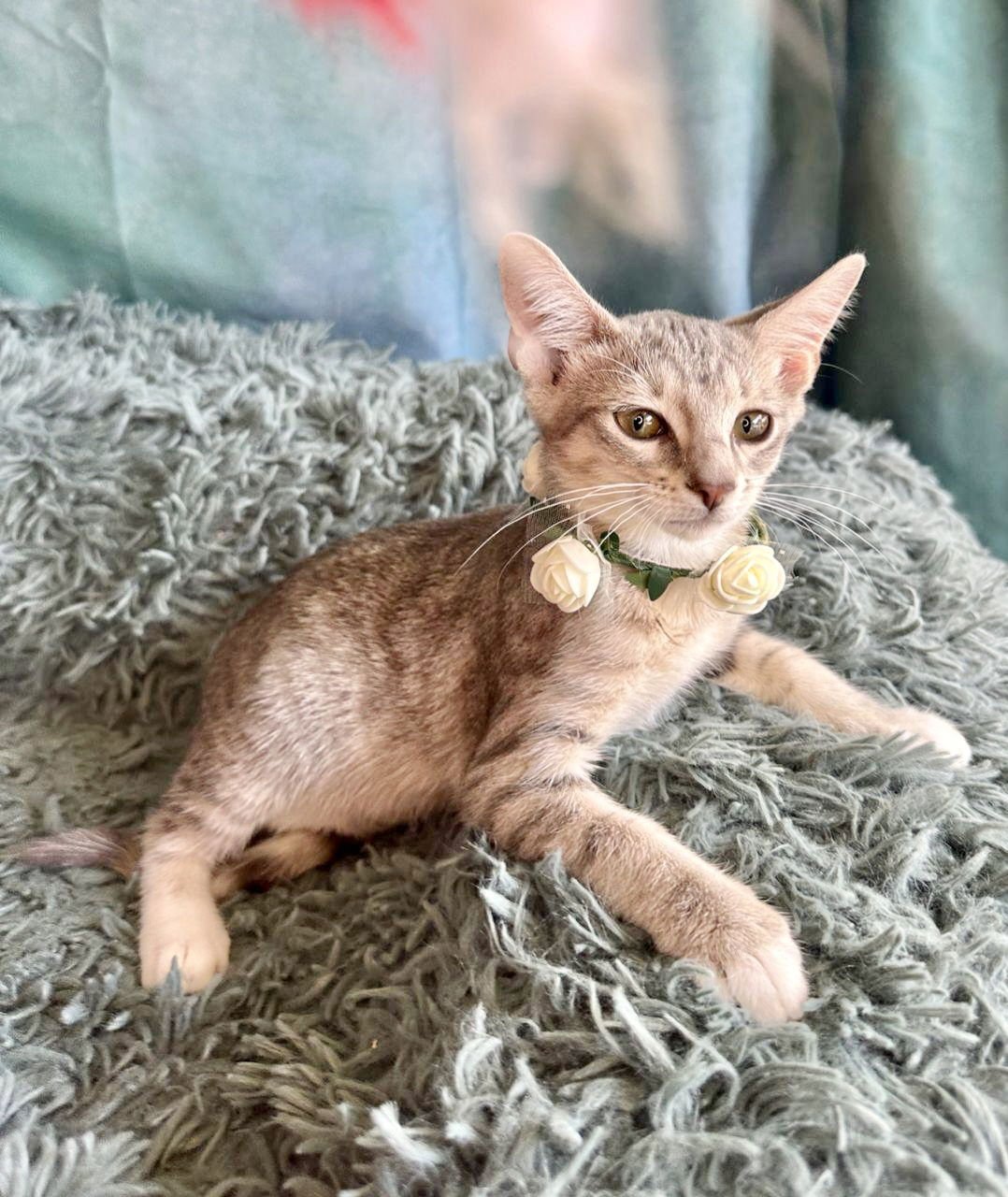 YASIN - Domestic Short Hair available for adoption