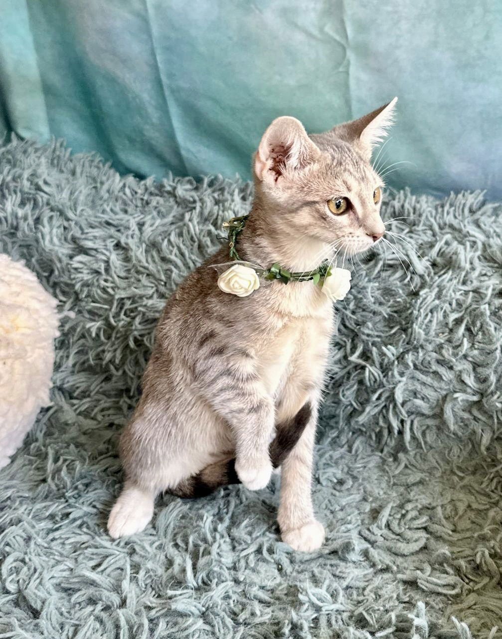 YASIN - Domestic Short Hair available for adoption