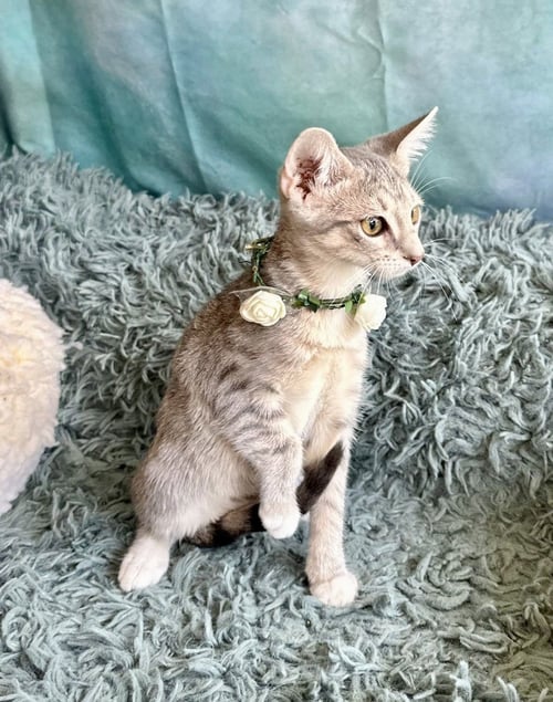 YASIN - Domestic Short Hair available for adoption