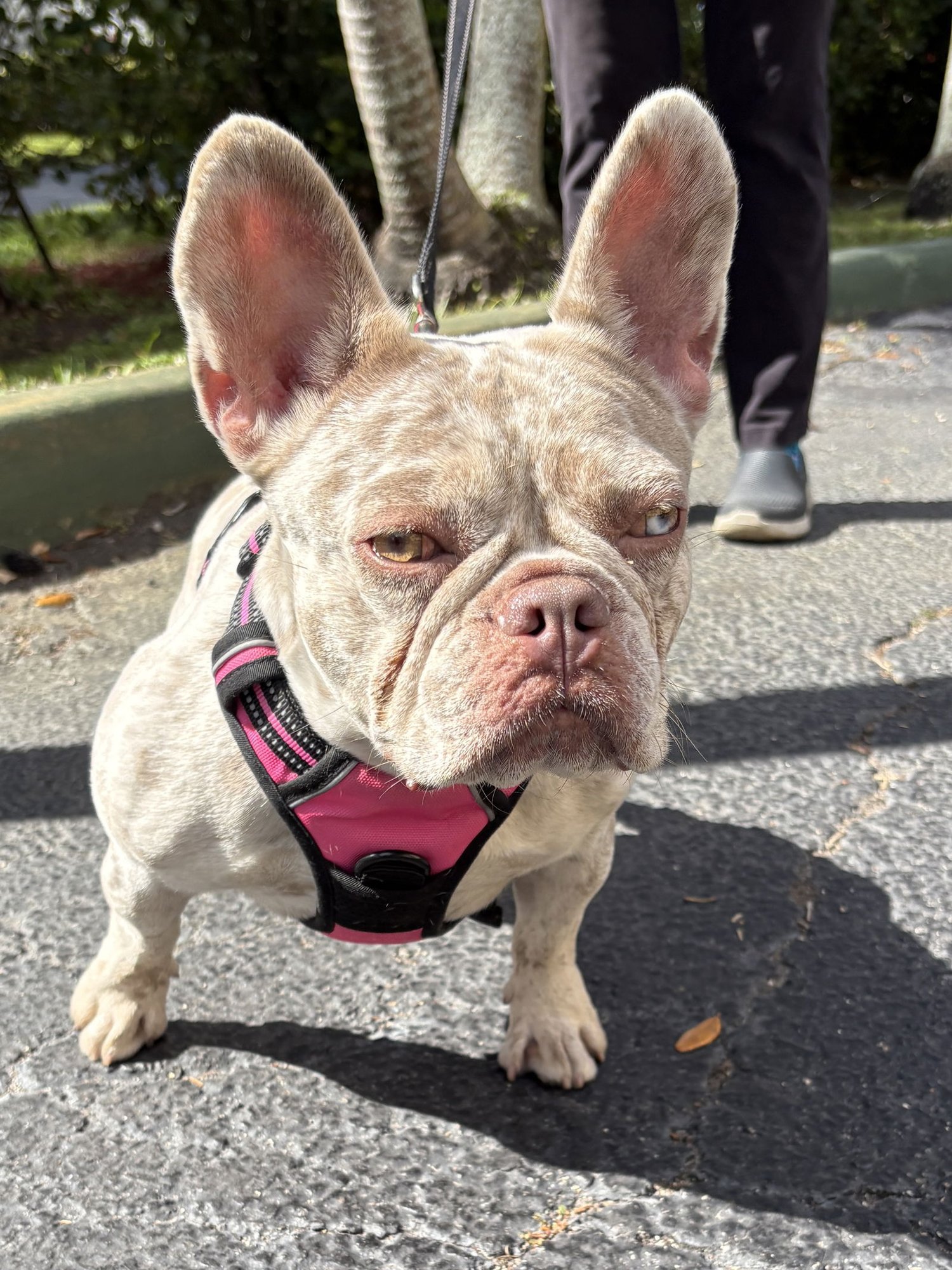 MAPLE - French Bulldog available for adoption