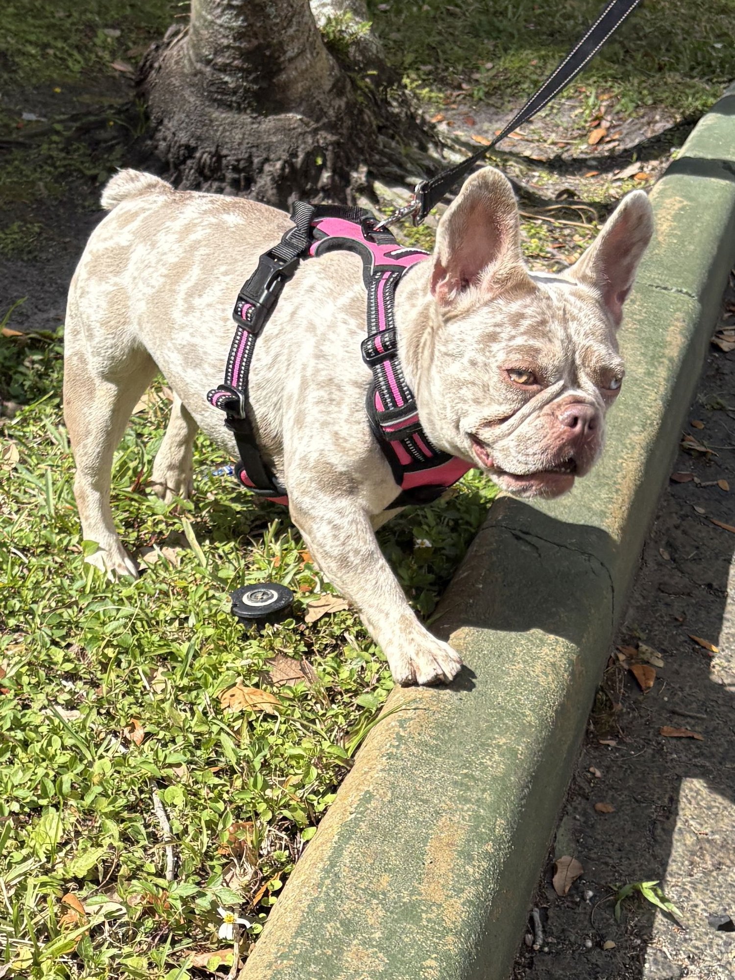 MAPLE - French Bulldog available for adoption