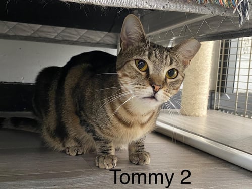 TOMMY 2 - Domestic Short Hair available for adoption