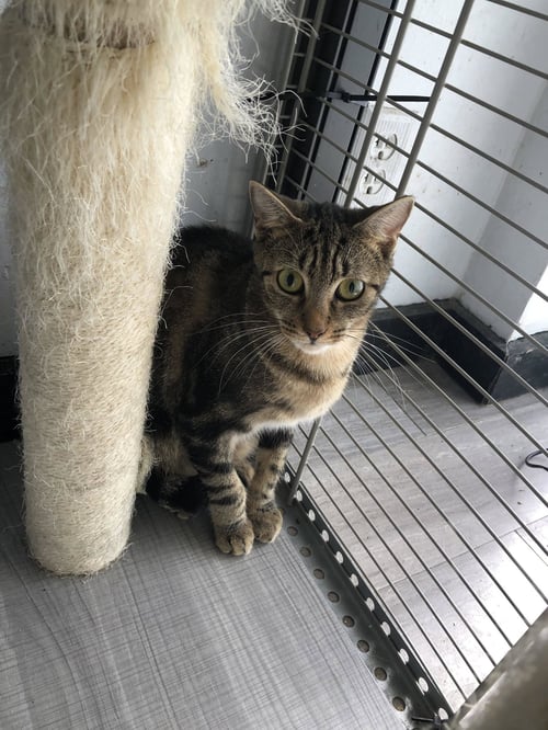 TOMMY 2 - Domestic Short Hair available for adoption