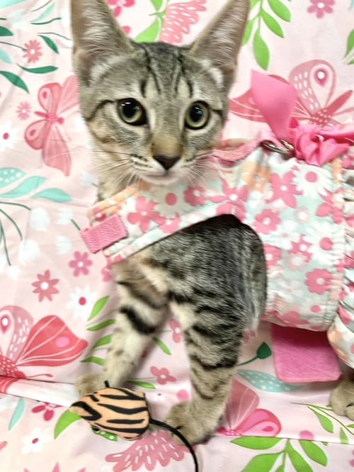 SIRI - Domestic Short Hair available for adoption