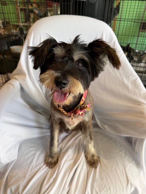 LUNA 2 - Schnauzer available for adoption