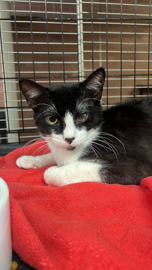 OREO - Domestic Medium Hair available for adoption