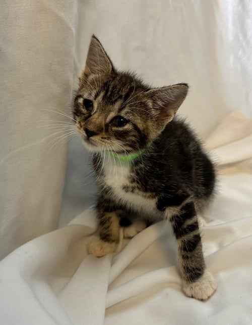 MUGLER - Domestic Short Hair available for adoption