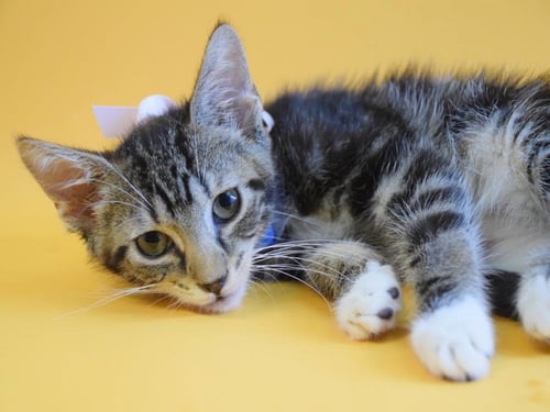 MUGLER - Domestic Short Hair available for adoption