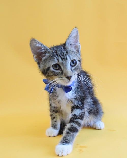 MUGLER - Domestic Short Hair available for adoption