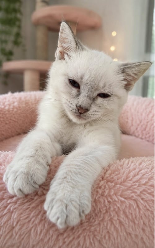BAMBI - Domestic Short Hair / Siamese available for adoption
