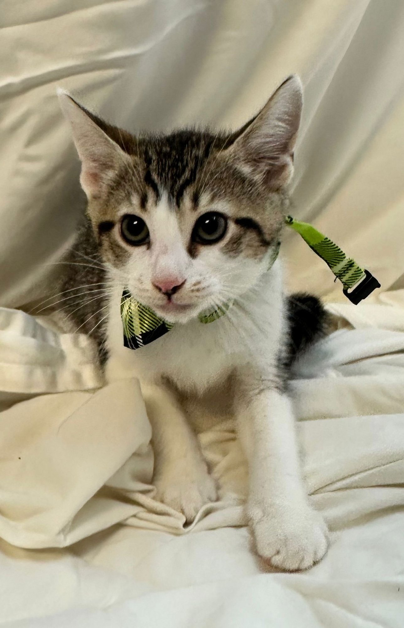 TIGGER - Domestic Short Hair available for adoption