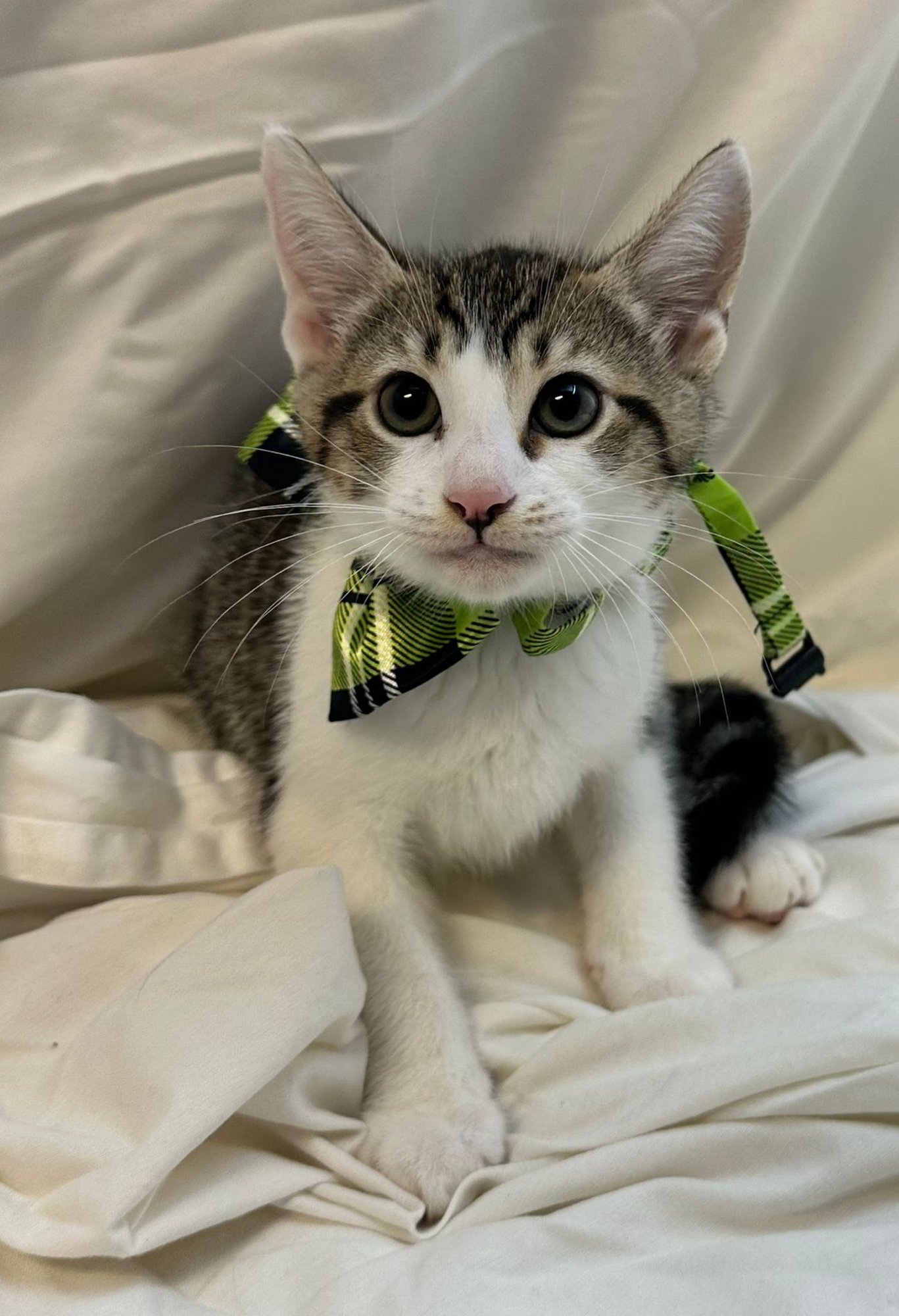 TIGGER - Domestic Short Hair available for adoption