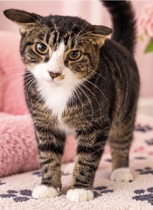 MARIO - Domestic Short Hair available for adoption